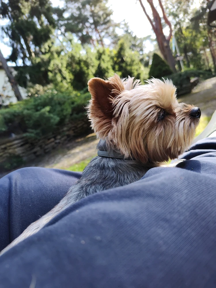 Wolf laadis üles pildi