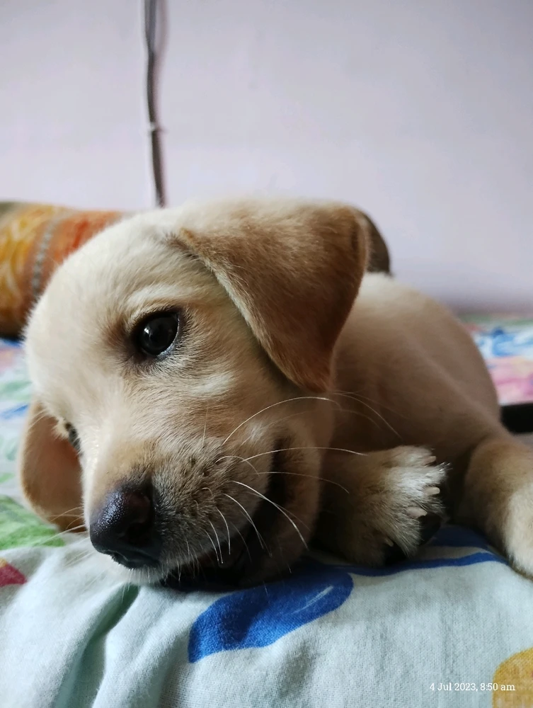 Image uploaded by Sarang Bakre