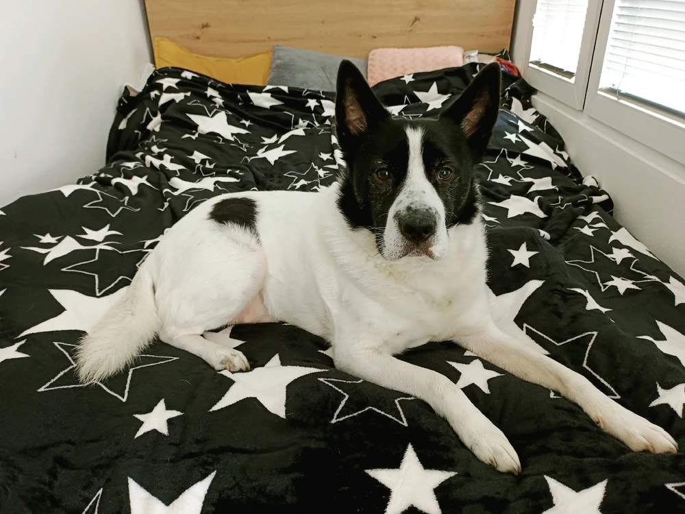 Obrázek nahrál Adriana