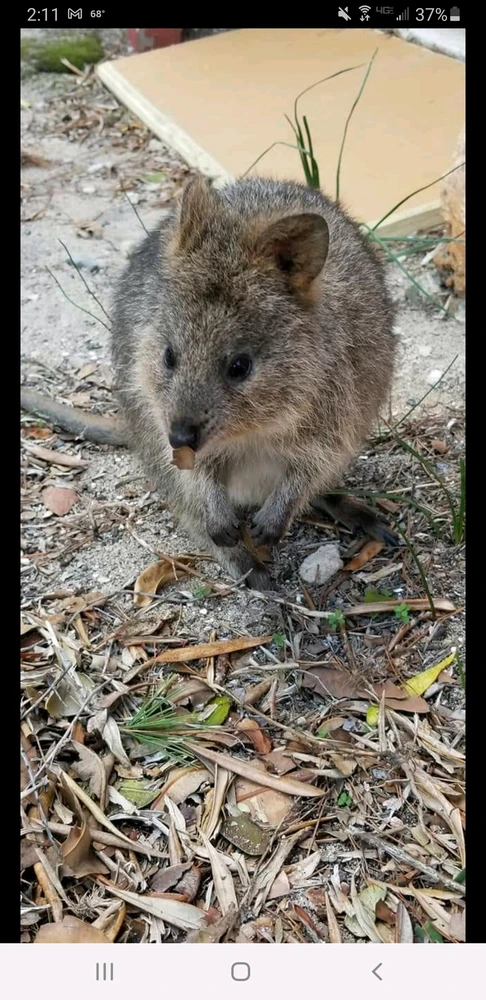 He has a little leaf stuck to his nose. 
