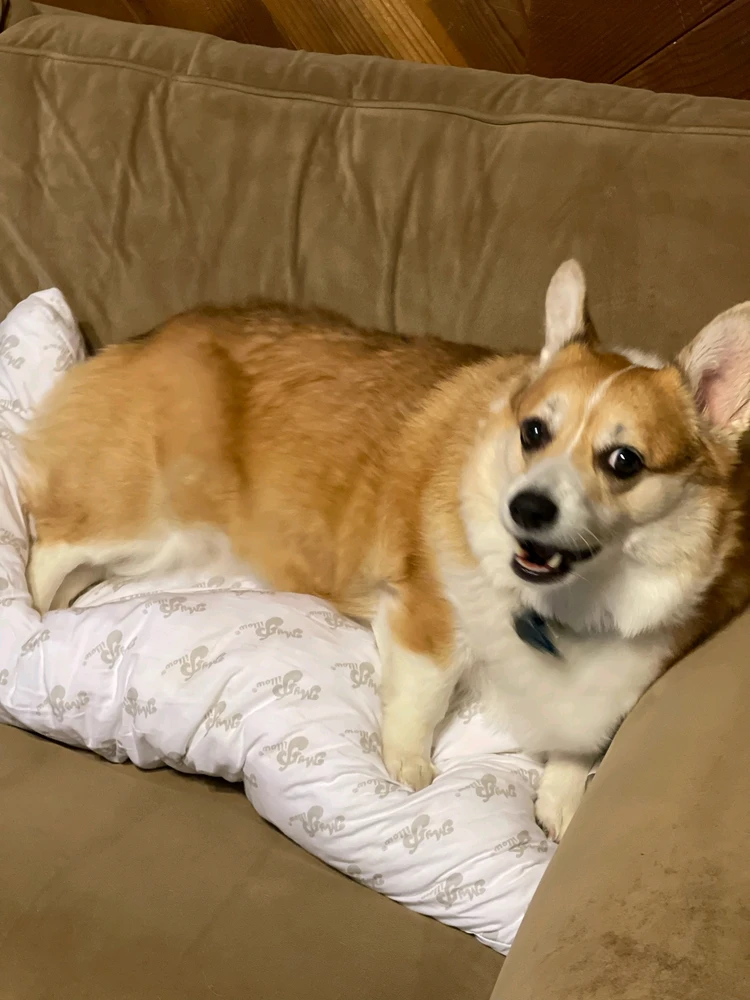 Image uploaded by Shark