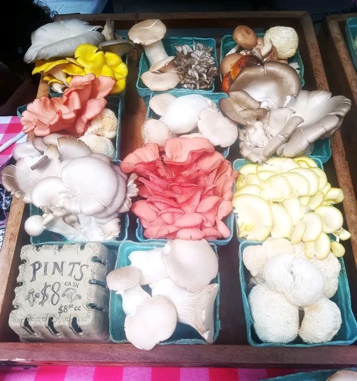 Kiki上傳的圖片