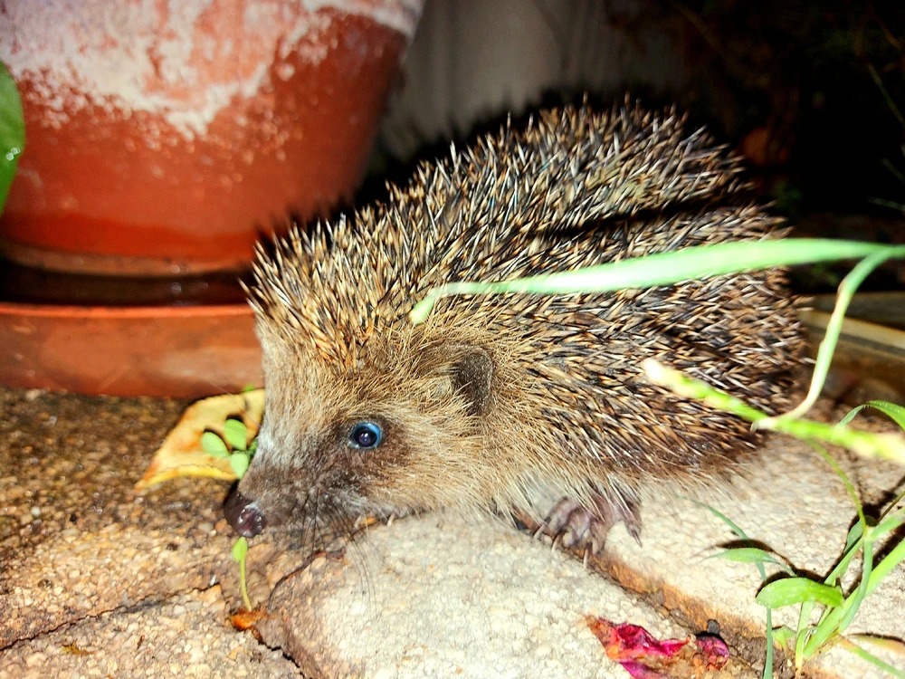 Image uploaded by Marceau