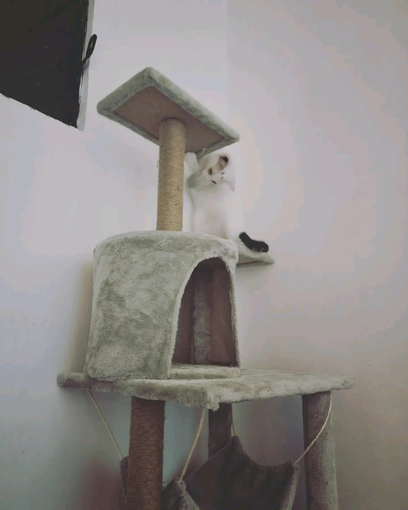 Same cat biting the built-in pompom, trying to take it with her.
