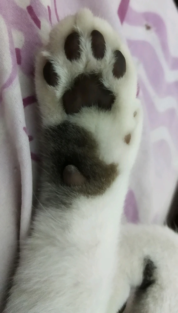 Esta es la MichiPataProfit de la suerte