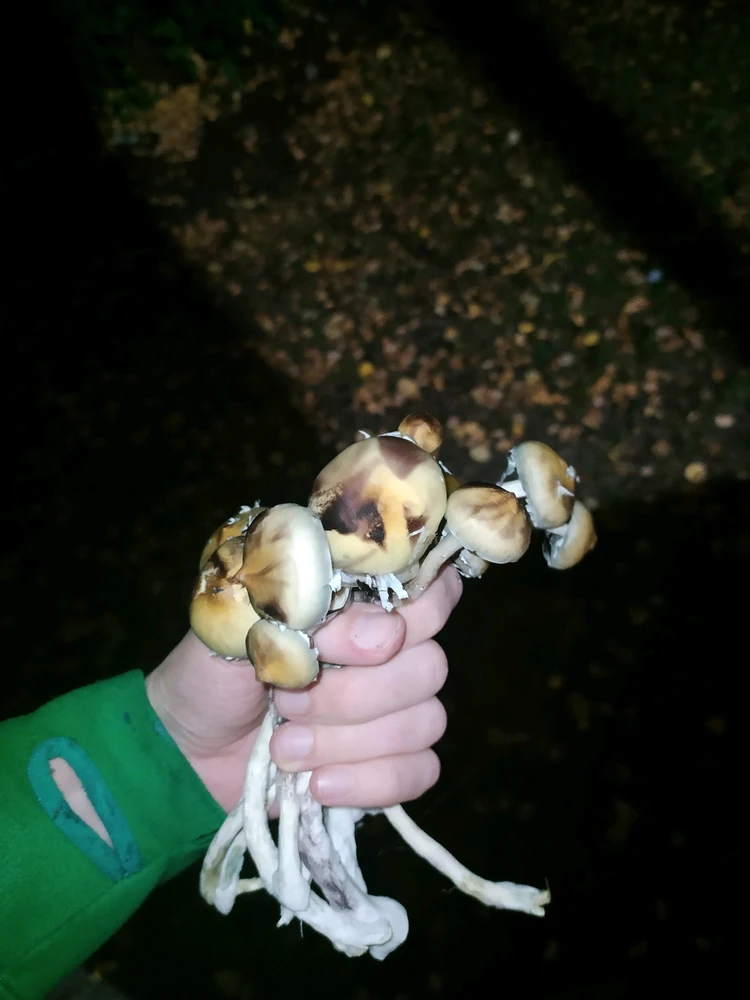 Image uploaded by Mykola