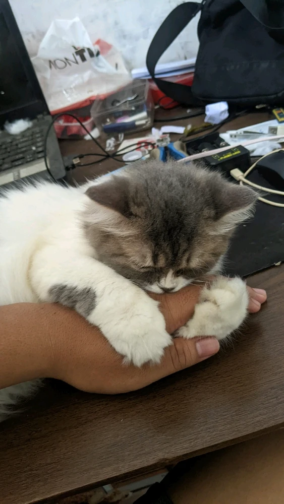 Gambar diunggah oleh Moch Framuja