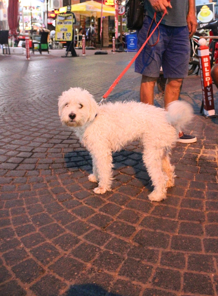 Burçin tarafından yüklenen görsel