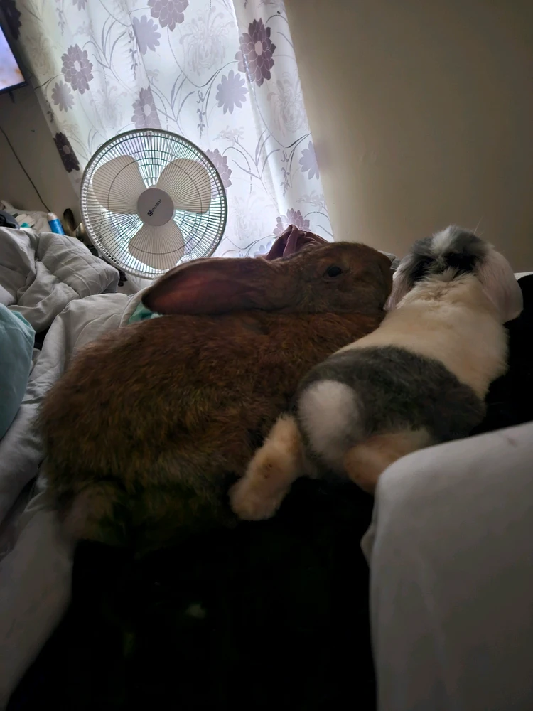由Katie上传的图片