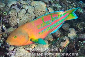 Image uploaded by Monica