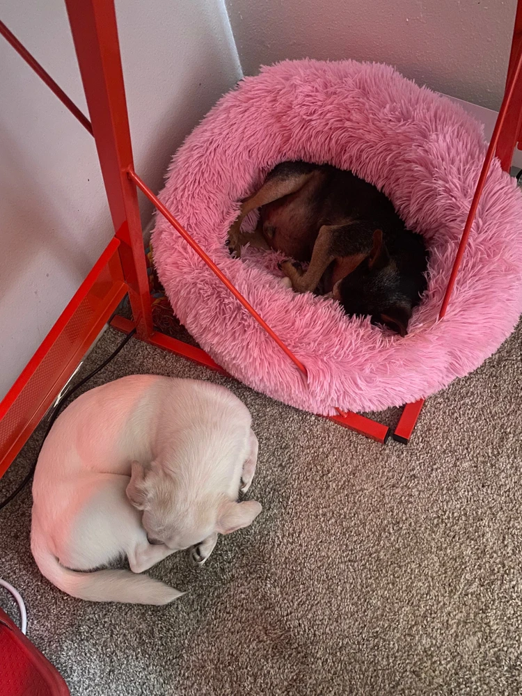 Lalo is the black chihuahua🐾 
Chika is the white chihuahua 🐾