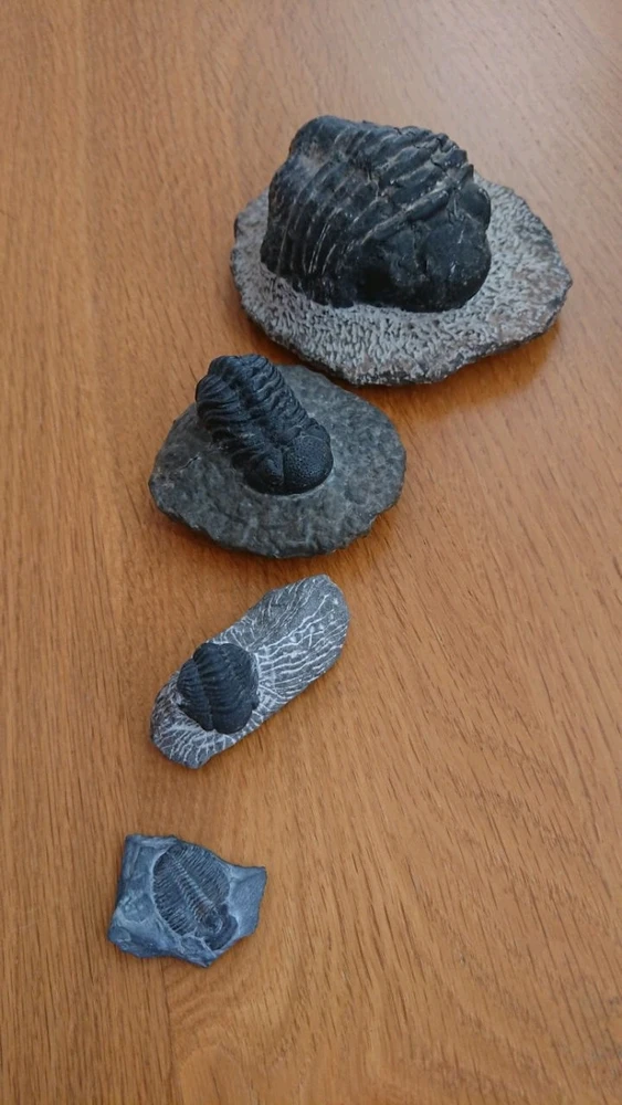 Image uploaded by Rui