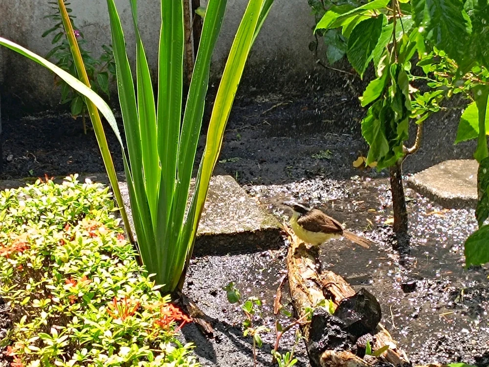 Imagem enviada por Daniela