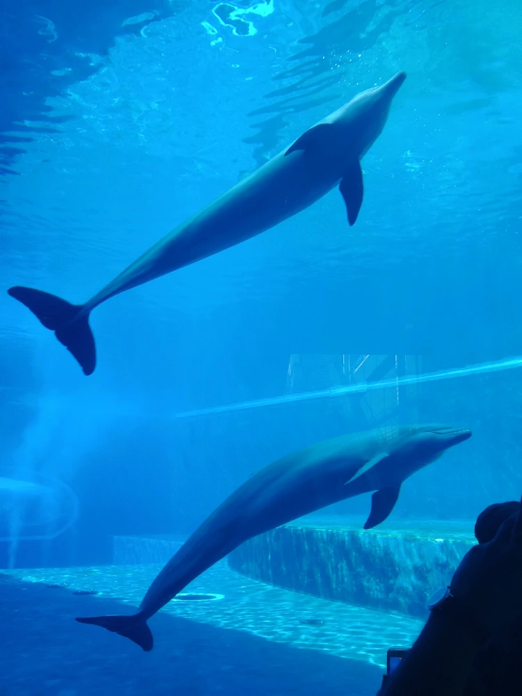 Image uploaded by Aby