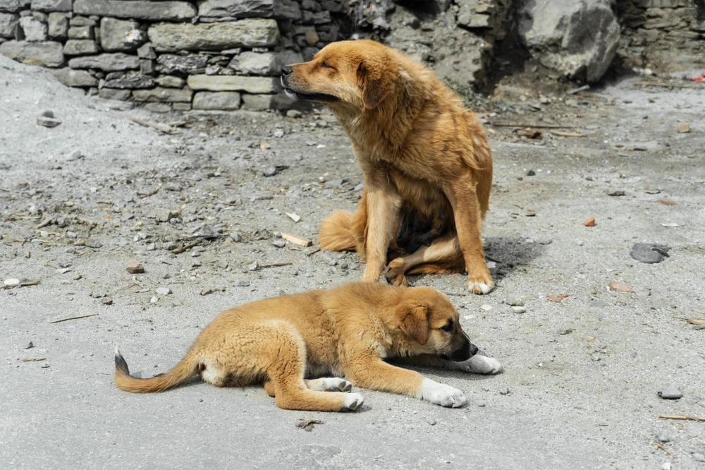 Image uploaded by Harsh Srivastava