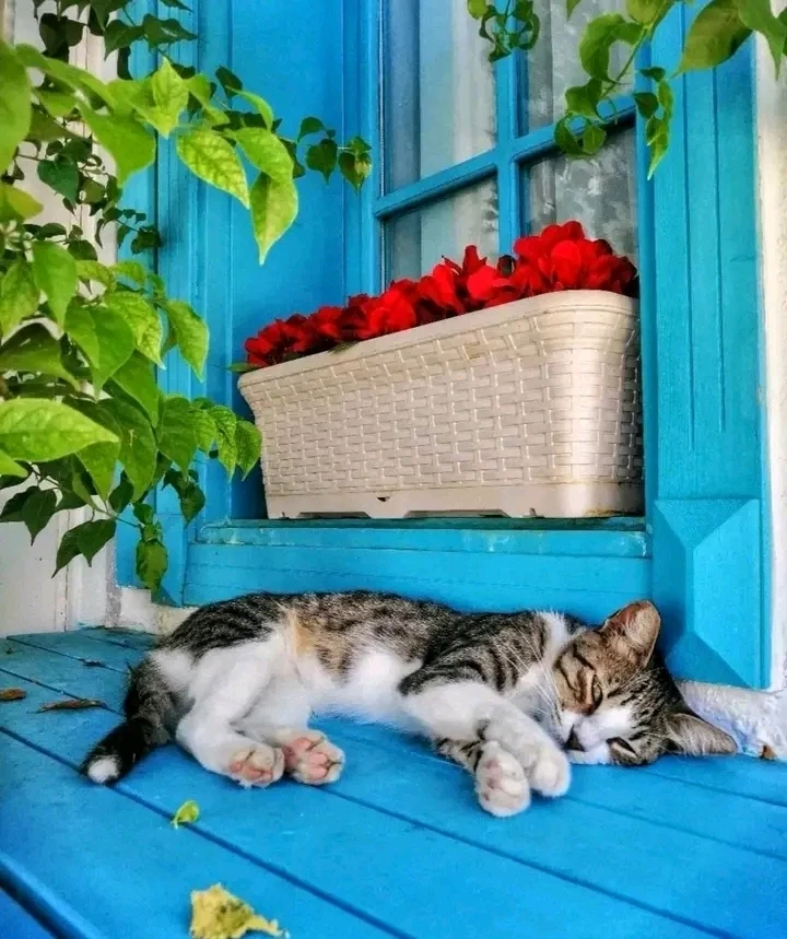 صورة رفعها Nour