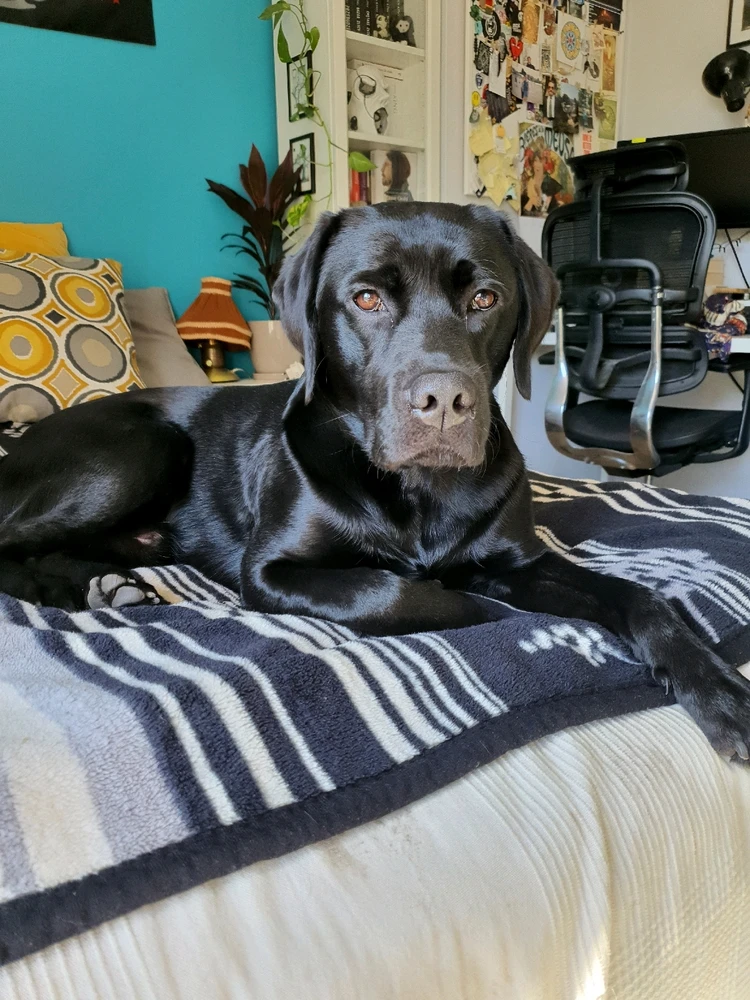 Najnowsze zdjęcie Waszego zwierzaka! Bez oszukiwania! :D