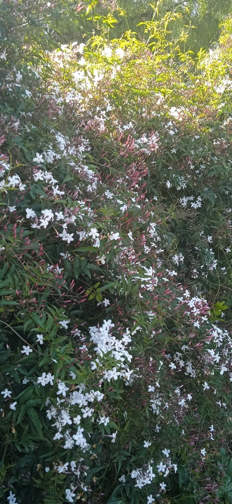 Imagen subida por Caro