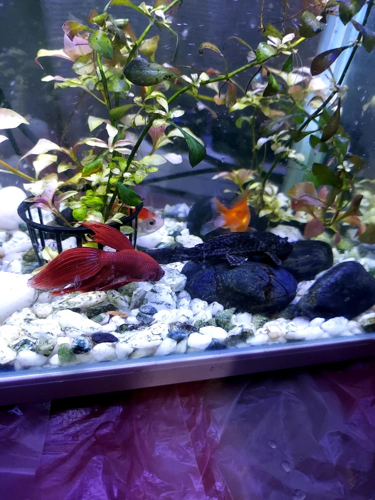 Beta fish