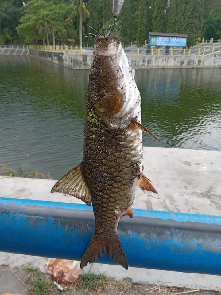 Gambar diunggah oleh Eren k.a