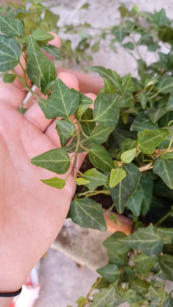 Immagine caricata da Daniele