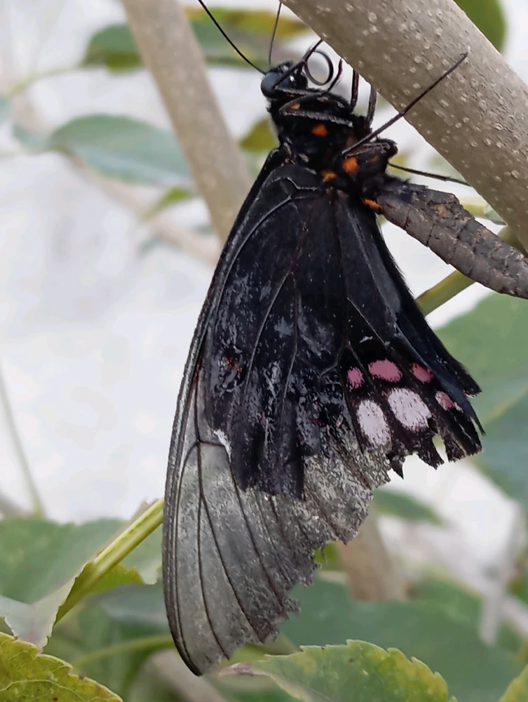 Quase bateu as botas ☠️