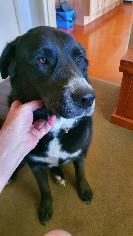 Image uploaded by Richard🇦🇺🦦 Justified & Ancient