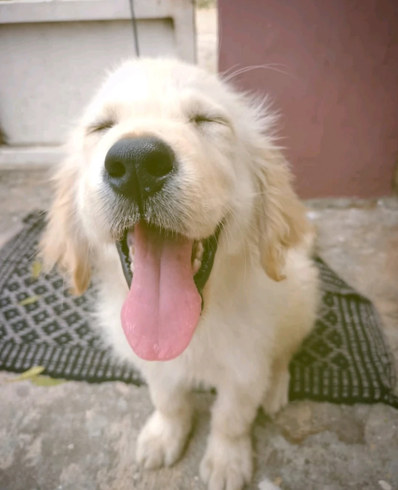 Image uploaded by KARTHIK ROY