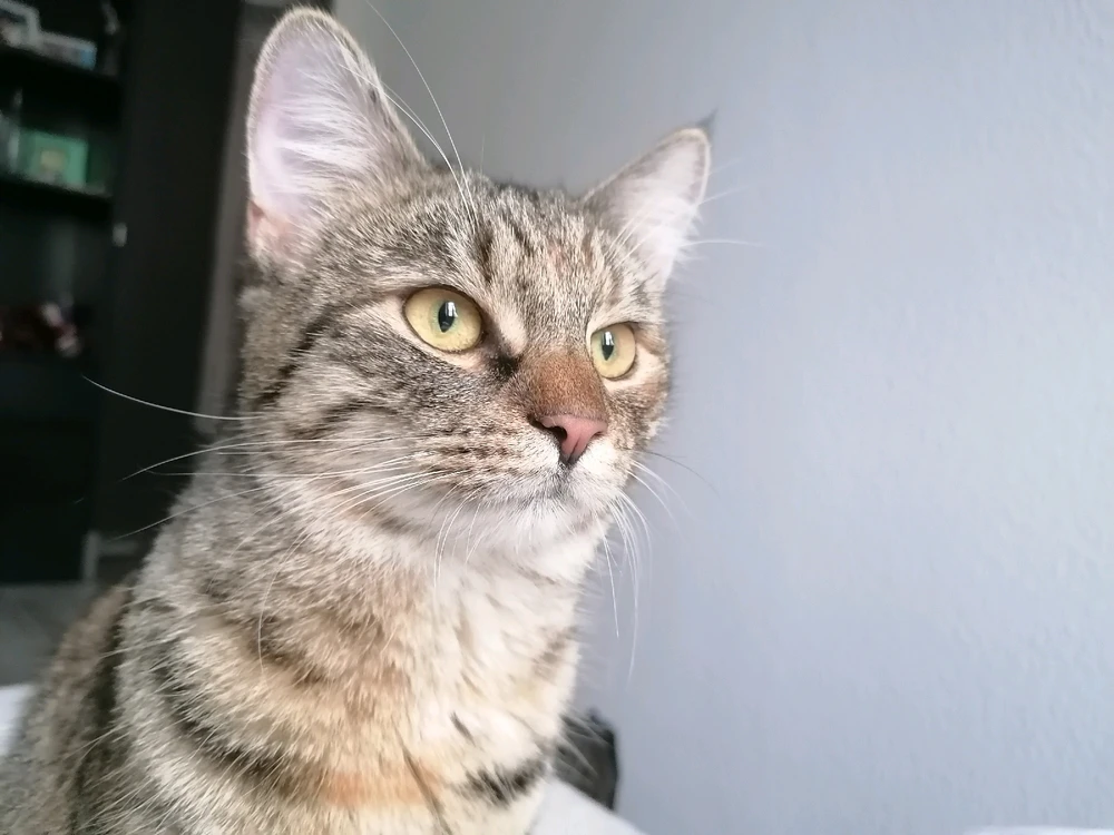 Bild hochgeladen von Stitch