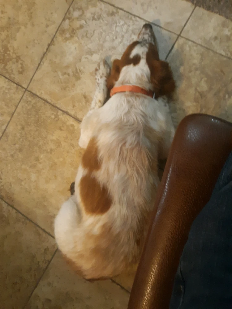 He is a rambunctious puppy