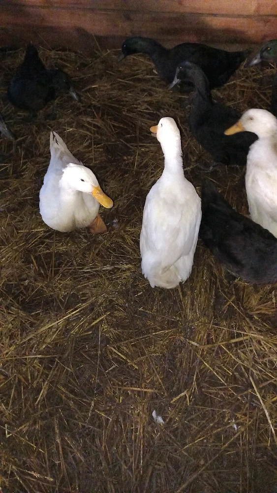 Do you think Ducks are good pets for Homestead? 🤔