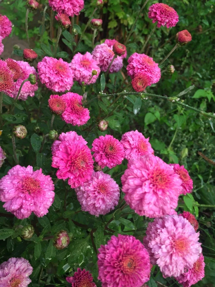 Image uploaded by Kastro.