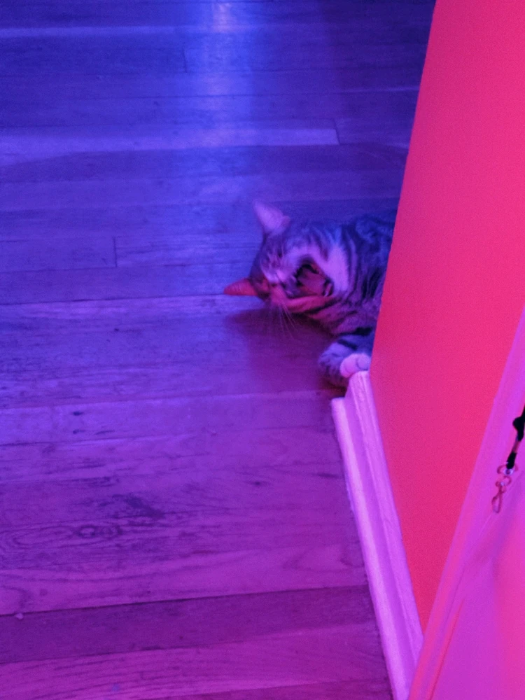 Vicious feral cat terrorist