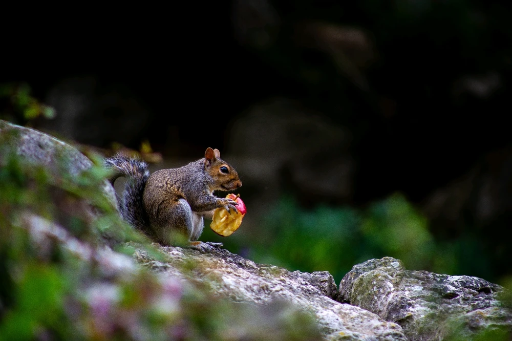 Immagine caricata da Nicolas