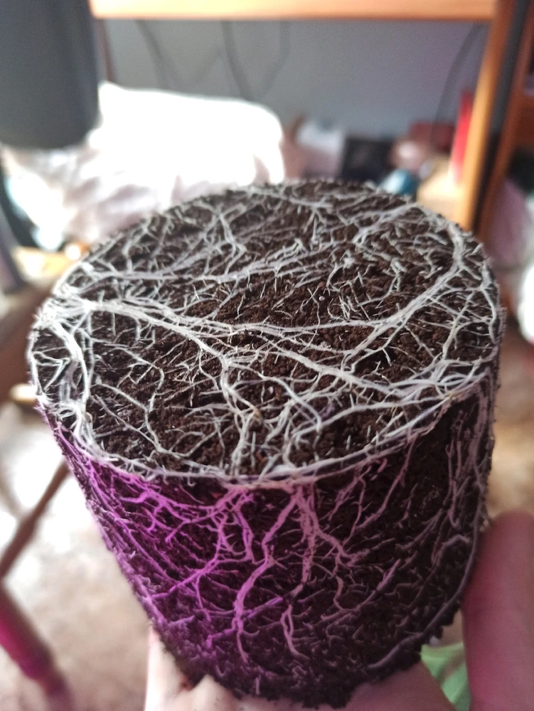 Imagen subida por Antonio