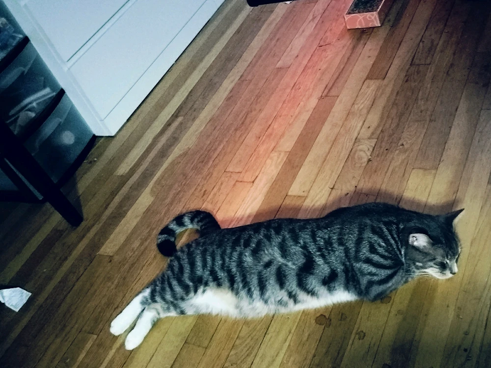 My disabled 2 legged cat