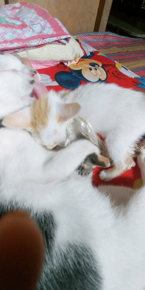 Image uploaded by Furrmomy