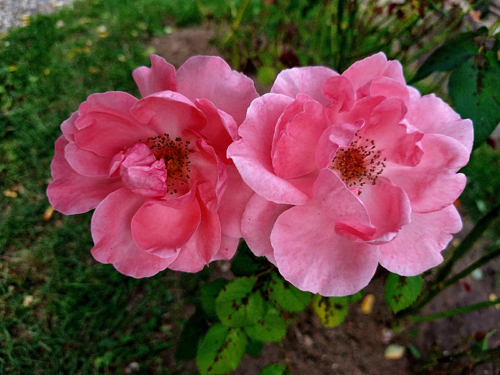 Obrázek nahrál Martin