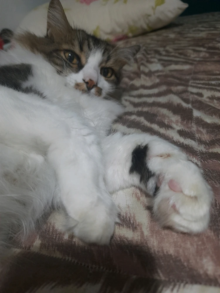 Gambar diunggah dening Thais