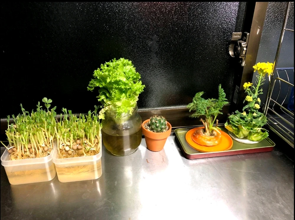 月見うどんがアップロードした画像