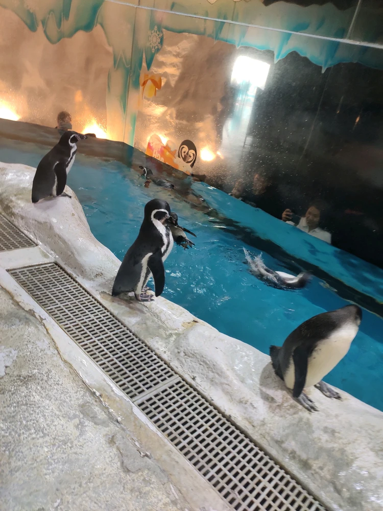 Penguins