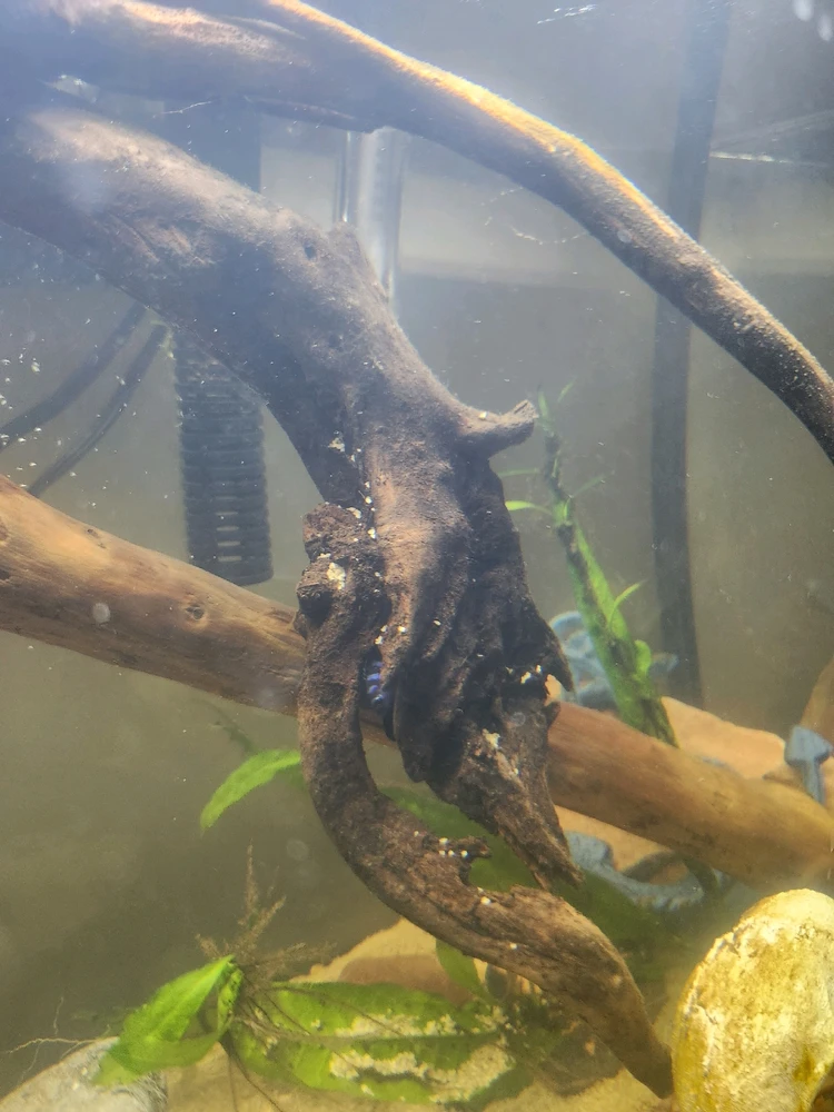 Image uploaded by Felix