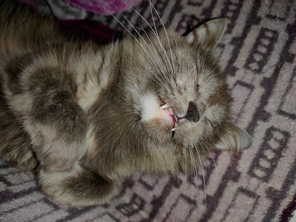 Фото загрузил Светлана