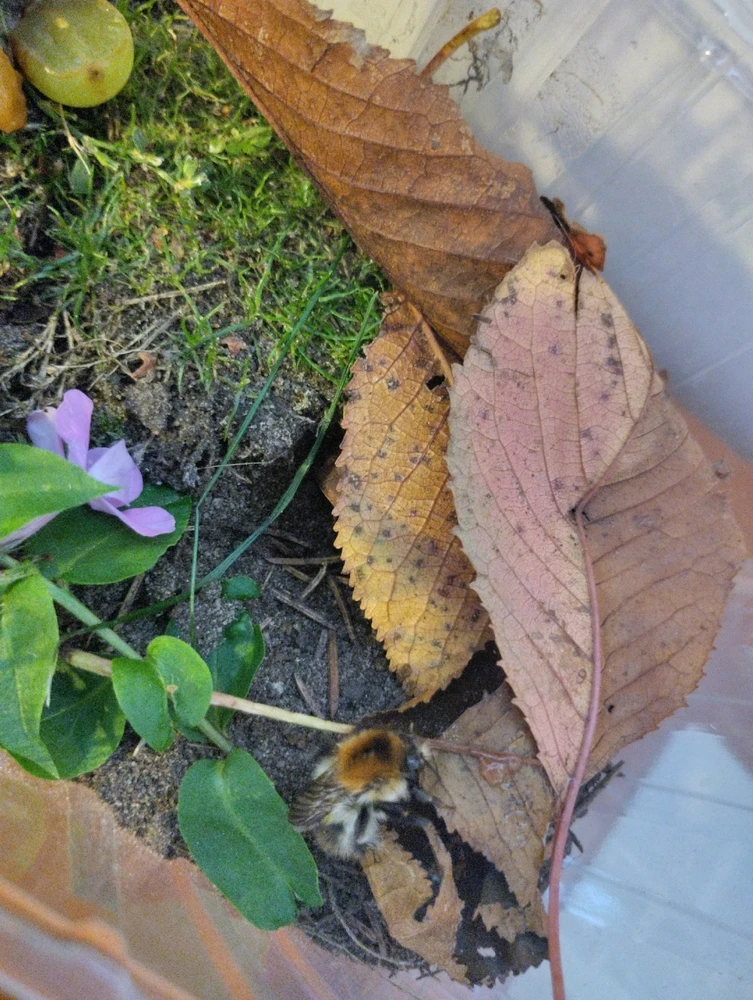 Зображення завантажив hanna