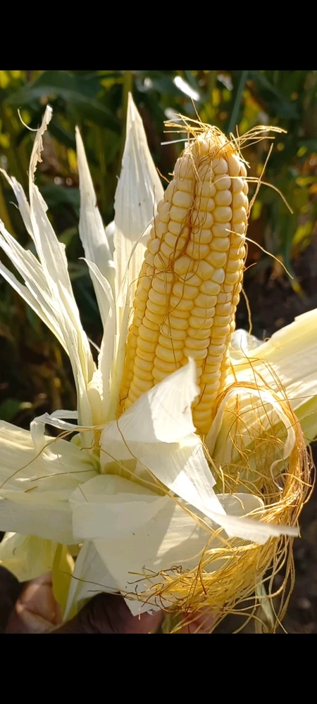 Первый Год Урожая Кукурузы 2023😁🌽|#food #farming #viral #animals #shorts #short #shortvideo #video