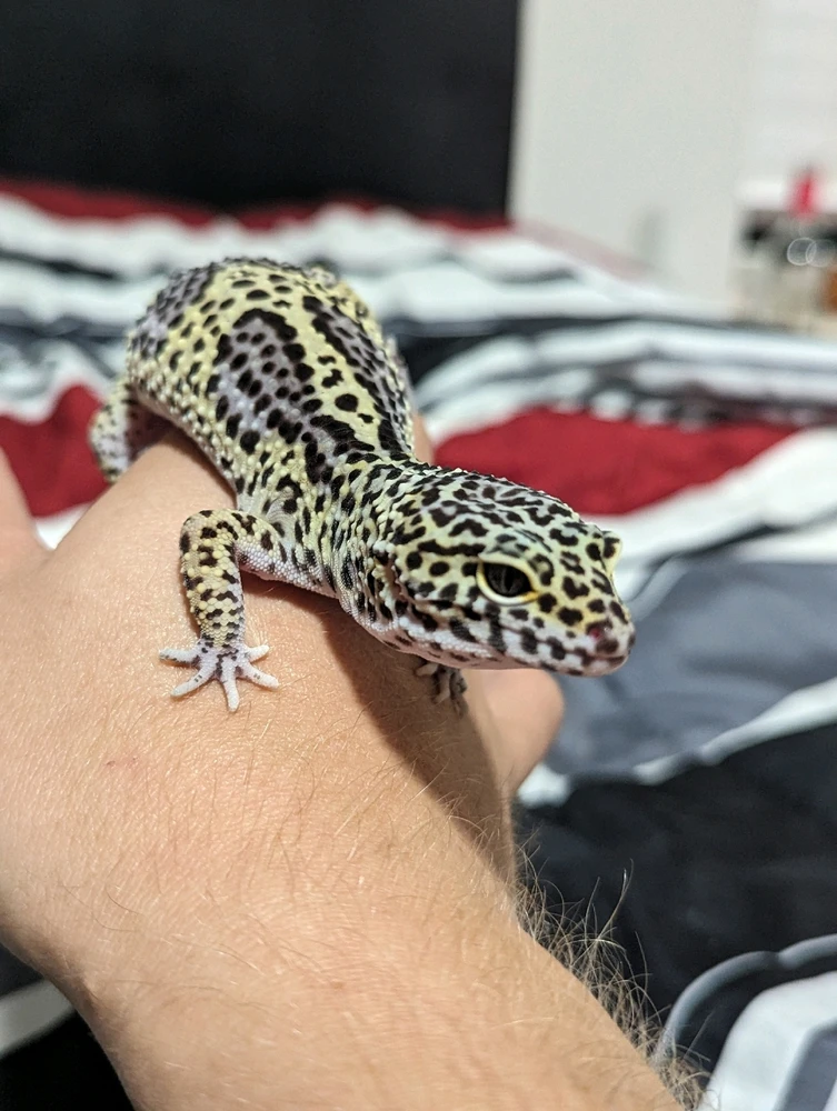 Image uploaded by Nick