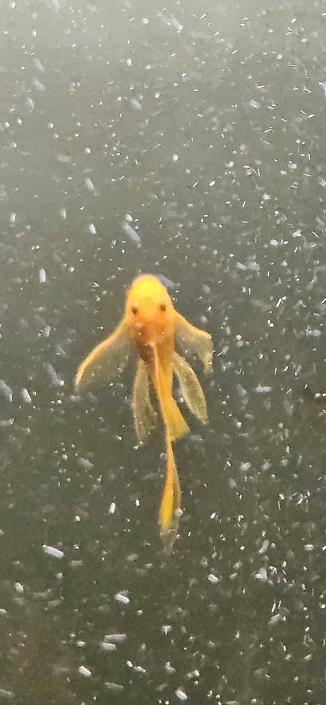 Image uploaded by Aurora (TRANS)