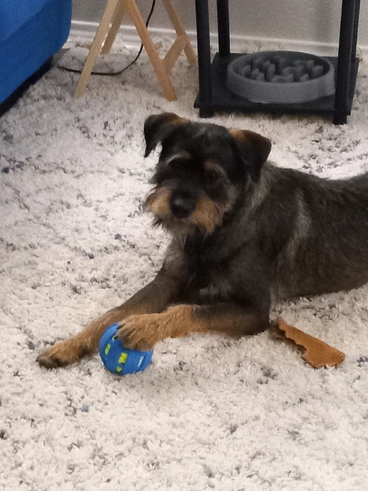 Schnottie dog posing with blue and green ball