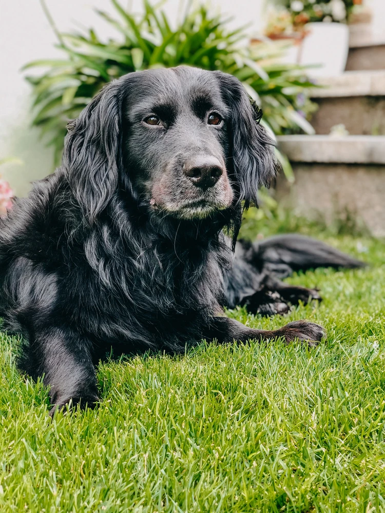 Obrázek nahrál Klara