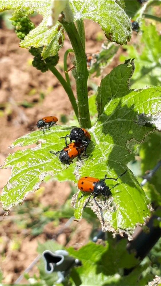 Sacré insecte 😂🤣